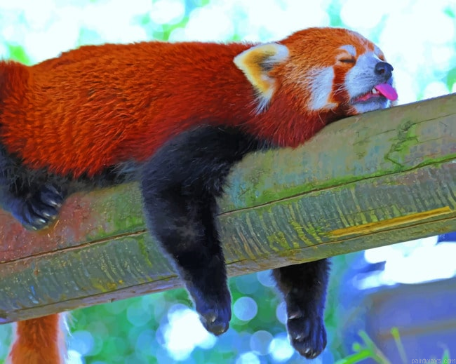 Sleeping Red Panda Lesser Painting By Numbers.png