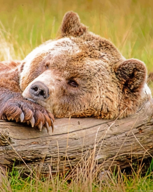 Sleepy Bear Animals Painting By Numberss.png