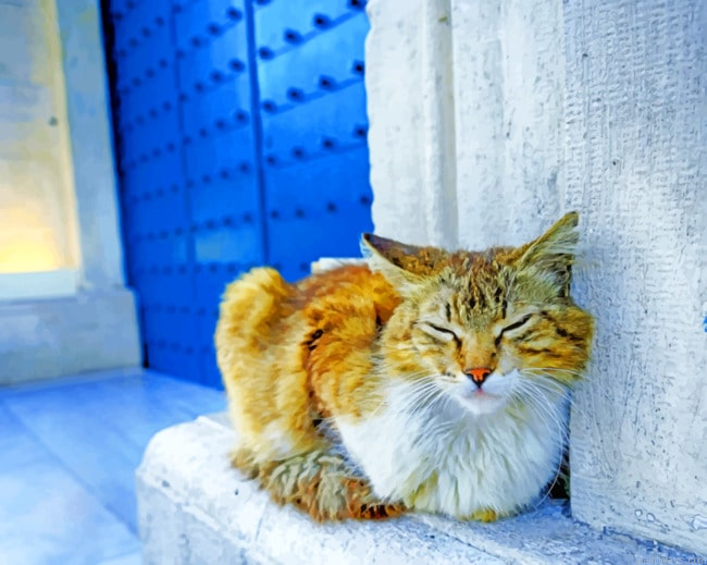 Sleepy Cat Animals Painting By Numberss.png