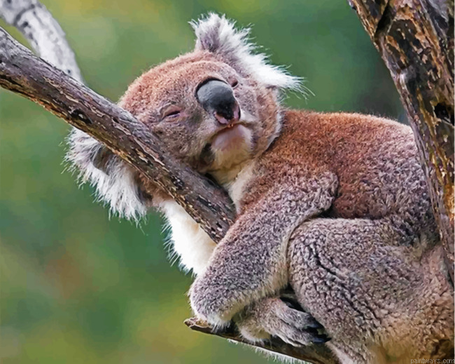 Sleepy Koala Painting By Numbers.png