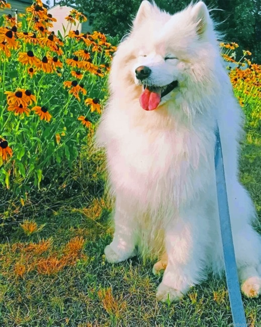 Smiling Dog With Flowers Animals Painting By Numberss.png