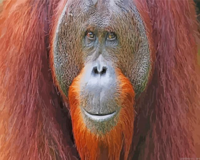 Smiling Orangutan Painting By Numberss.png