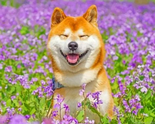 Smiling Shiba Inu Painting By Numbers.png