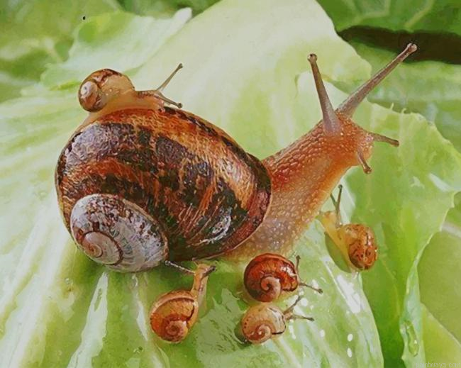 Snails New Painting By Numberss.png