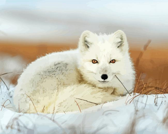 Snow Fox Painting By Numberss.png