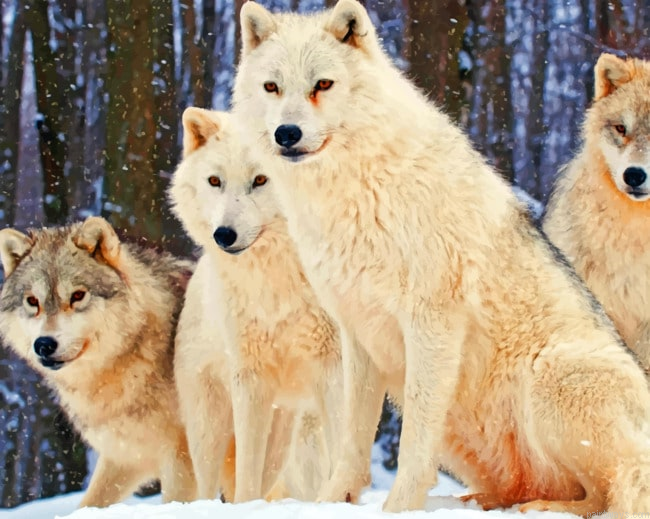 Snowy Wolves Animals Painting By Numberss.png