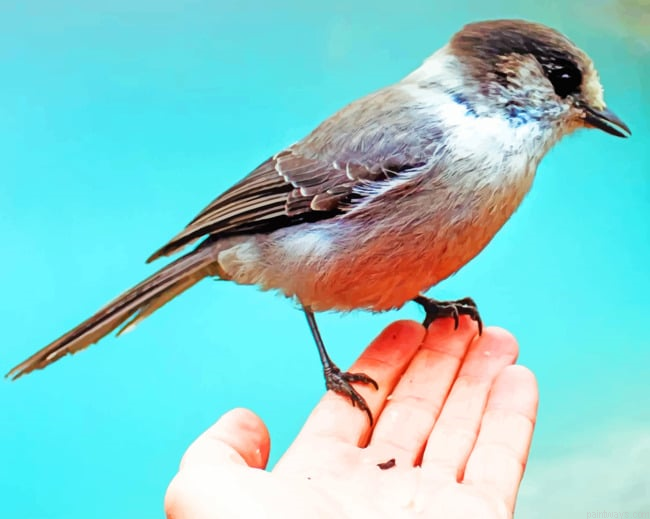 Sparrow Bird In Hand Painting By Numbers.png