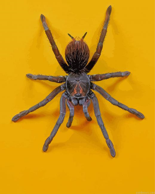 Spooky Spider Insect Painting By Numberss.png