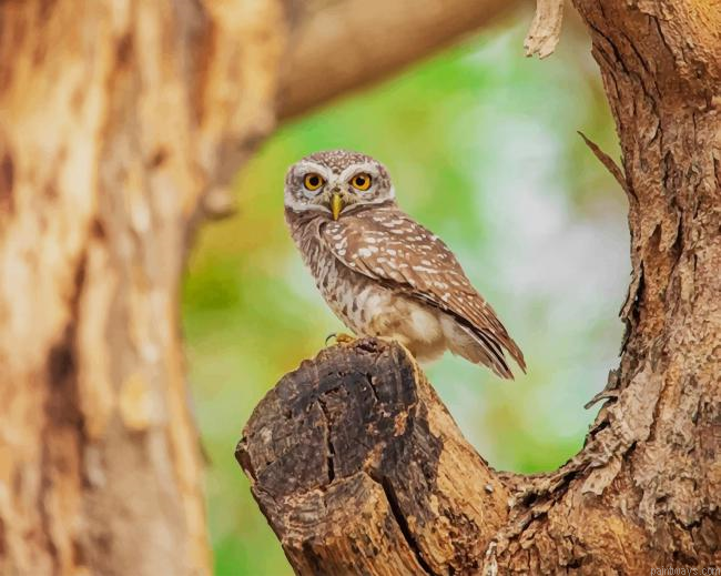 Spotted Owlet New Painting By Numberss.png
