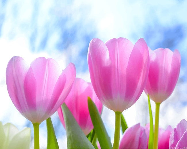 Spring Pink Tulip New Painting By Numberss.png