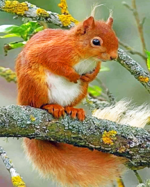Squirrel Animals Painting By Numberss.png