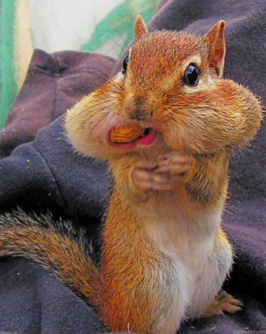 Squirrel Cheeks New Painting By Numberss.png