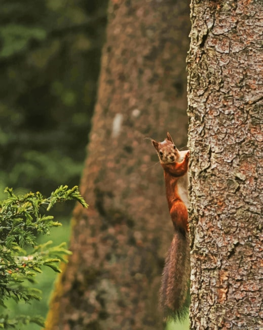 Squirrel Climbing The Tree Rodent Painting By Numberss.png