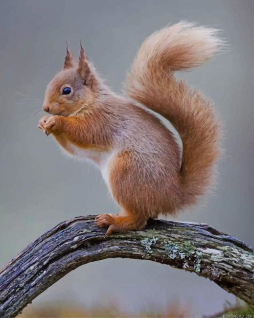 Squirrel Rodent New Painting By Numberss.png