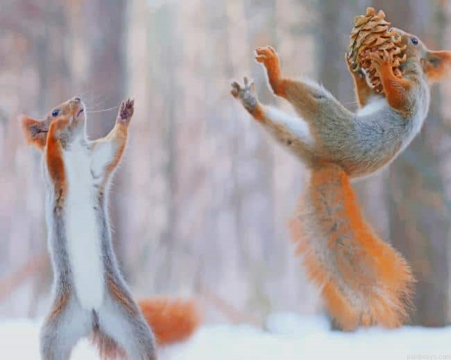 Squirrels Having Fun In Snow New Painting By Numberss.png
