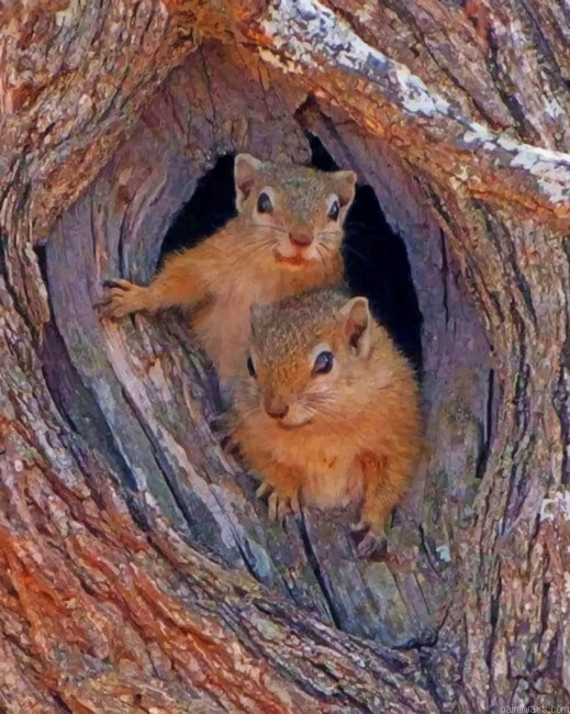 Squirrels Nest Inside Tree Animals Paint By Numbers.png
