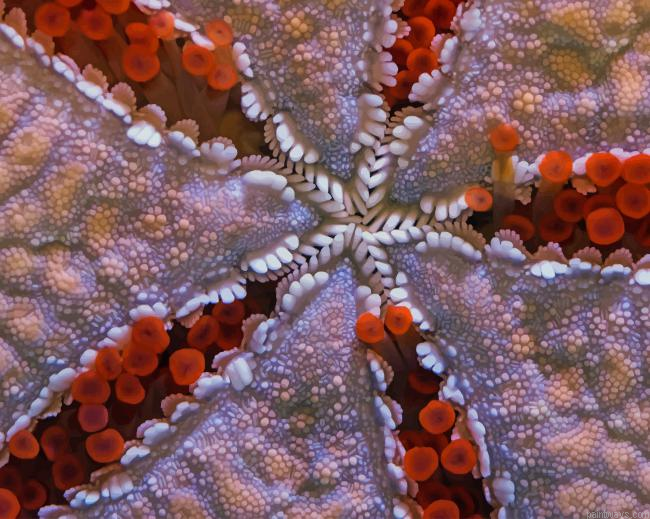 Star Fish Close Up New Painting By Numberss.png