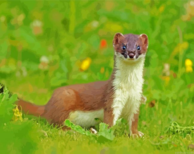 Stoat Animal Painting By Numberss.png