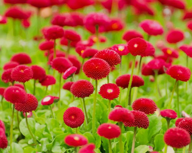 Summer Red Flowers New Painting By Numberss.png