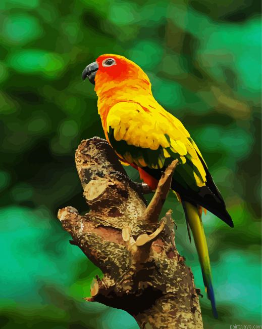 Sun Conure Bird Painting By Numberss.png