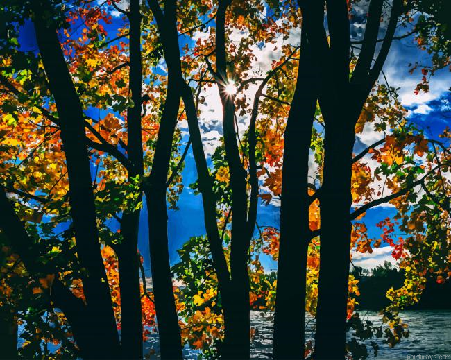 Sunbeams Between Trees New Painting By Numberss.png