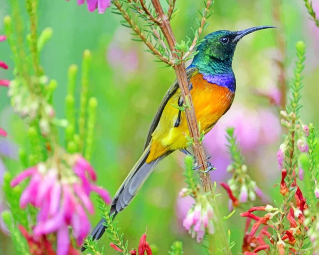 Sunbird Animals Painting By Numberss.png