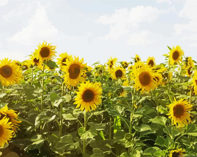 Sunflowers Field Painting By Numberss.png