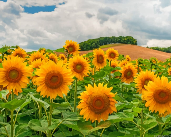 Sunflowers Landscapes Painting By Numberss.png