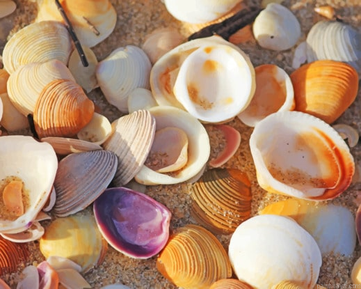 Sunny Sea Shells New Painting By Numberss.png