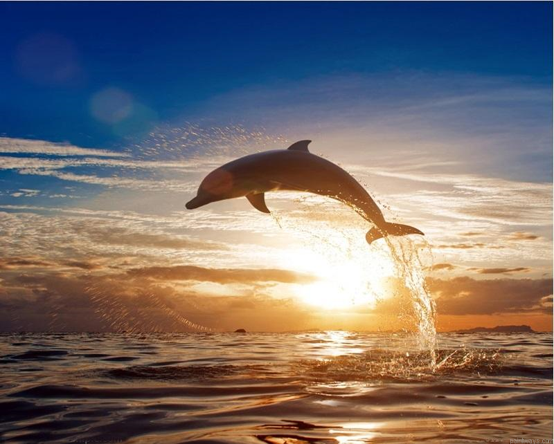 Sunset Dolphin Diy Painting By Numberss.png
