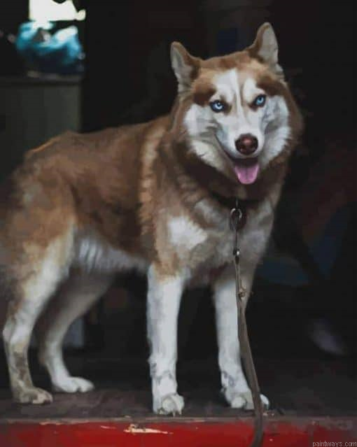 Tan Husky Painting By Numberss.png