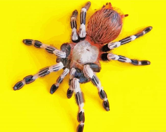 Tarantula Spider Painting By Numberss.png