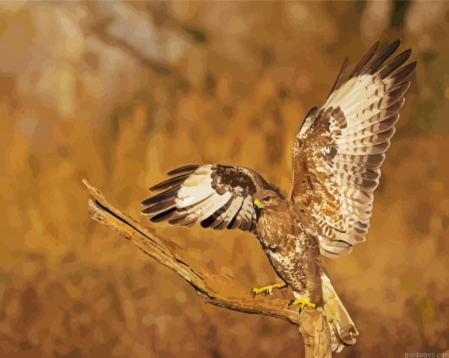 The Common Buzzard Bird Painting By Numberss.png