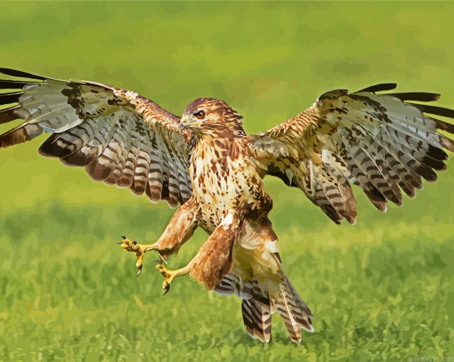 The Common Buzzard Painting By Numberss.png