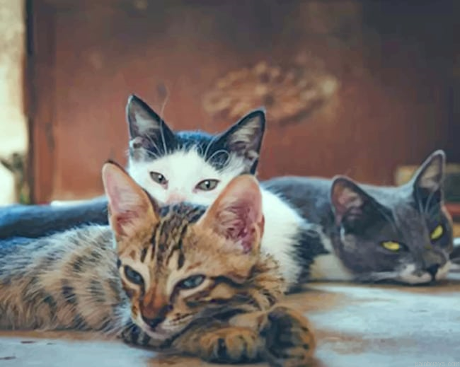 Three Cats Laying Animals Painting By Numberss.png