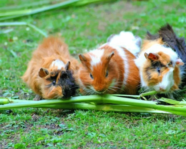 Three Hamsters Eating Animals Painting By Numberss.png