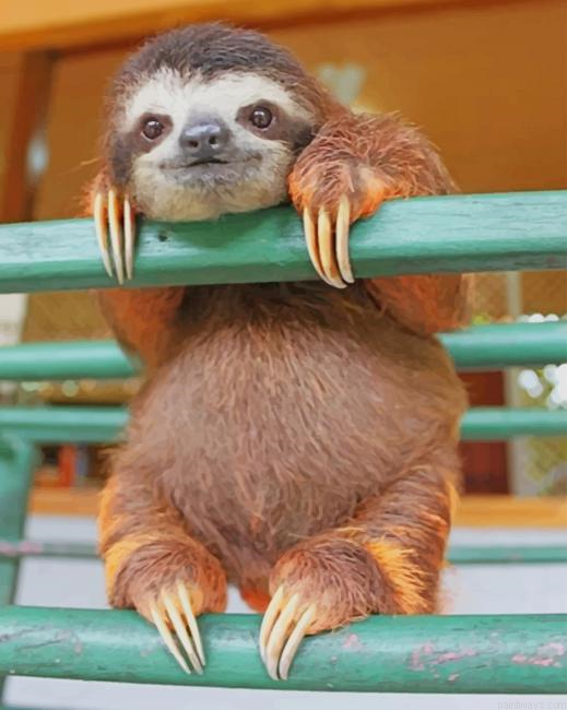 Three Toed Sloth New Painting By Numberss.png