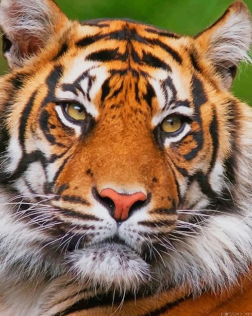 Tiger Animal New Painting By Numberss.png