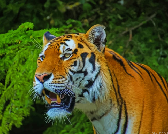 Tiger Close Up New Painting By Numberss.png