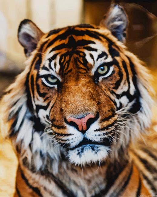 Tiger Face New Painting By Numberss.png