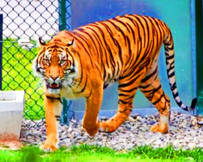 Tiger In Captivity Animals Painting By Numberss.png