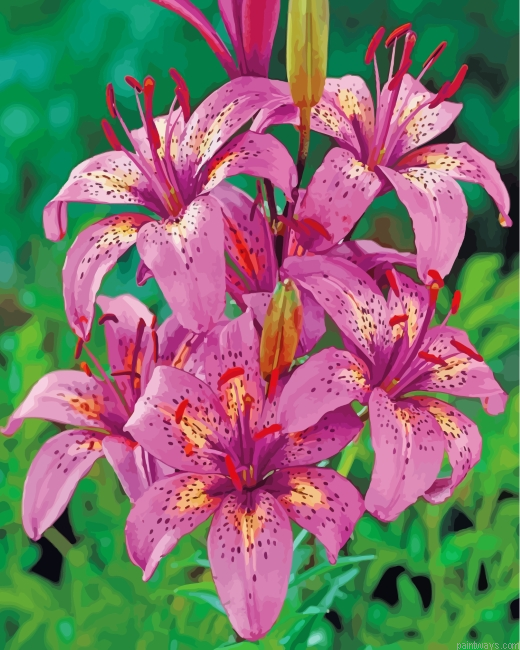 Tiger Pink Lilies Painting By Numbers.png