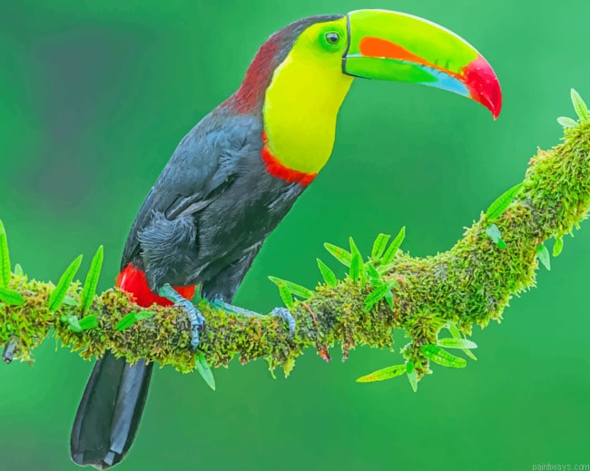 Toco Toucan Birds Painting By Numberss.png