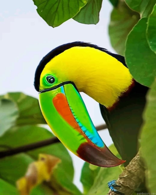 Toucan Bird Painting By Numberss.png