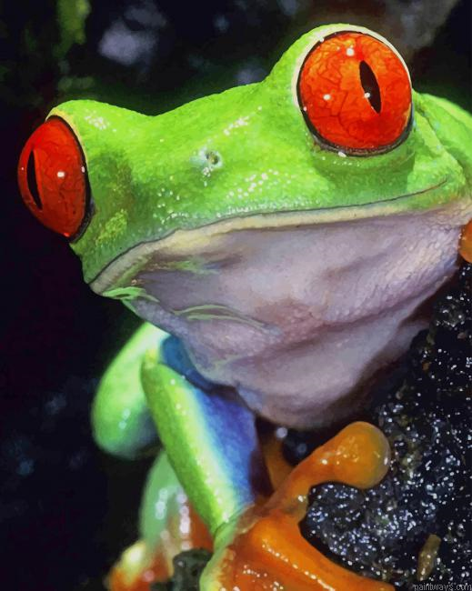 Tree Frogs New Painting By Numberss.png
