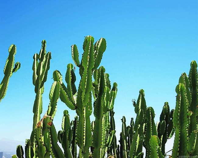 Triangle Cactus New Painting By Numberss.png