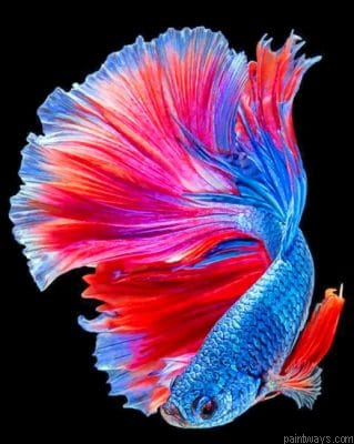 Tropical Betta Fish Painting By Numbers.png