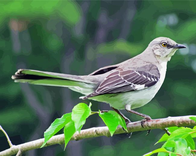 Tropical Mockingbird Painting By Numberss.png