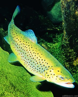 Trout Fish Painting By Numbers.png