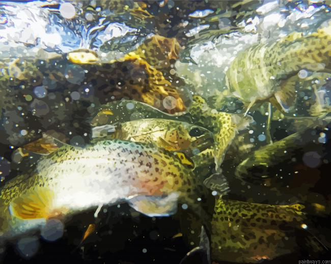 Trout Fish Stream Painting By Numberss.png